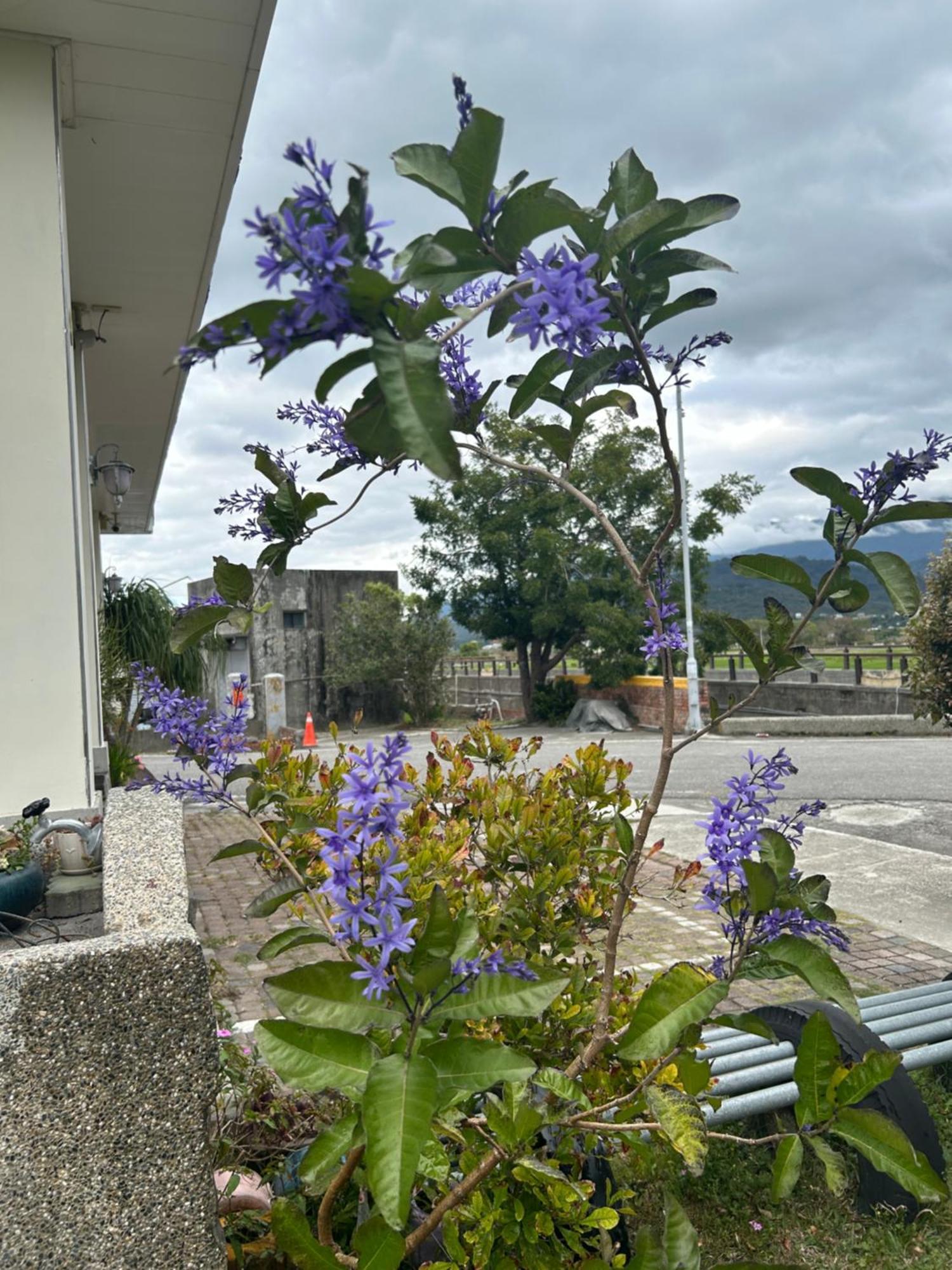 Xian Qing Yu Zhi Homestay Chishang Eksteriør bilde